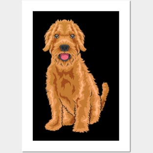 A super cute Labradoodle looks at you. Posters and Art